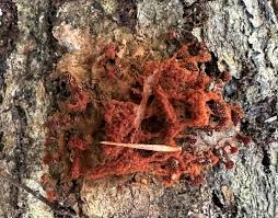 Attēlu rezultāti vaicājumam “Metatrichia vesparia”