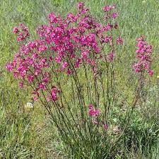 Image result for Pechnelke