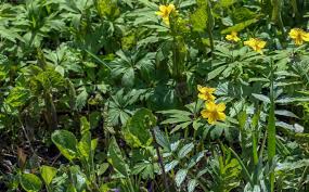 Attēlu rezultāti vaicājumam “Anemone ranunculoides leaf”