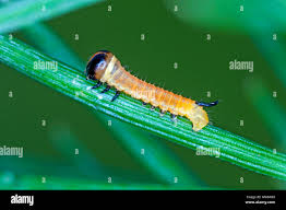 Attēlu rezultāti vaicājumam “Sphinx pinastri larva”