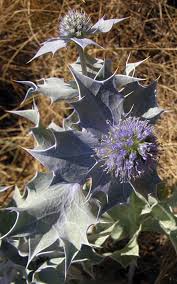 Attēlu rezultāti vaicājumam “Eryngium maritimum leaf”
