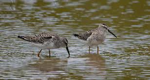 Image result for Calidris himantopus