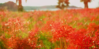 Image result for Bushiki Kwai