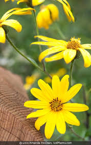 Attēlu rezultāti vaicājumam “Helianthus tuberosus flower”