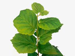 Attēlu rezultāti vaicājumam “Corylus avellana leaf”