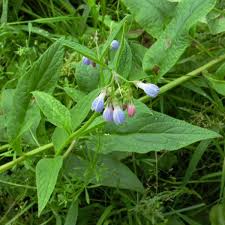 Attēlu rezultāti vaicājumam “Symphytum asperum leaf”