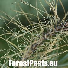 Attēlu rezultāti vaicājumam “Diprion pini male”