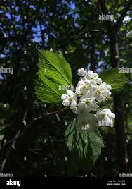 Attēlu rezultāti vaicājumam “Crataegus macracantha fruit”