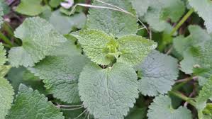 Attēlu rezultāti vaicājumam “Lamium album leaf”