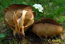 Attēlu rezultāti vaicājumam “Helvella acetabulum”