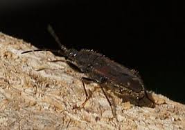 Attēlu rezultāti vaicājumam “Eremocoris plebejus”