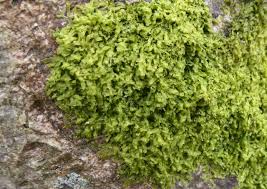 Attēlu rezultāti vaicājumam “Metzgeria violacea”