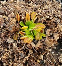 Attēlu rezultāti vaicājumam “Diderma roanense stalked”