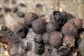 Attēlu rezultāti vaicājumam “Nectria episphaeria”