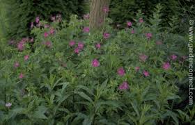 Attēlu rezultāti vaicājumam “Geranium palustre flower”