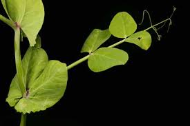 Attēlu rezultāti vaicājumam “Pisum sativum leaf”