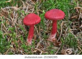 Attēlu rezultāti vaicājumam “Cortinarius sanguineus”