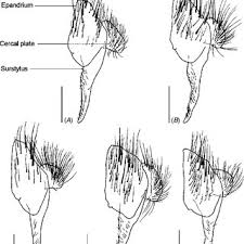 Attēlu rezultāti vaicājumam “Chara intermedia male”
