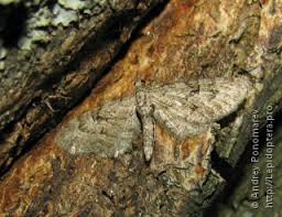 Attēlu rezultāti vaicājumam “Eupithecia pusillata”