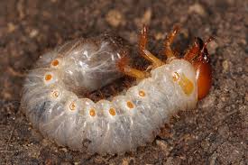 Attēlu rezultāti vaicājumam “Oryctes nasicornis larva”