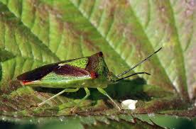 Attēlu rezultāti vaicājumam “Acanthosoma haemorrhoidale”