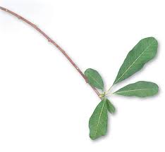 Attēlu rezultāti vaicājumam “Exochorda giraldii var. wilsonii”