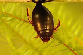 Attēlu rezultāti vaicājumam “Ilybius sp.”