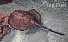 Image result for Bathytoshia brevicaudata