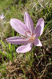 Attēlu rezultāti vaicājumam “Colchicum autumnale”