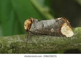 Attēlu rezultāti vaicājumam “Phalera bucephala imago”