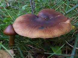 Attēlu rezultāti vaicājumam “Trichia flavicoma stalked”