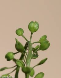 Attēlu rezultāti vaicājumam “Lepidium densiflorum”