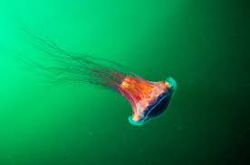 Image result for Cyanea capillata