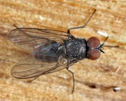 Attēlu rezultāti vaicājumam “Muscidae”