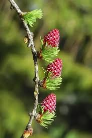 Attēlu rezultāti vaicājumam “Larix decidua flower”