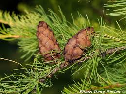 Attēlu rezultāti vaicājumam “Larix sibirica”
