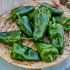 Afbeeldingsresultaat voor jalapeno early hot pepper