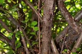 Attēlu rezultāti vaicājumam “Cotoneaster multiflorus leaf”