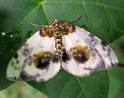 Attēlu rezultāti vaicājumam “Abraxas sylvata”