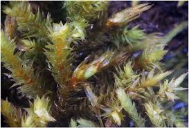 Attēlu rezultāti vaicājumam “Hedwigia ciliata sporophyte”