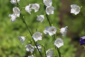 Attēlu rezultāti vaicājumam “Campanula persicifolia bud”