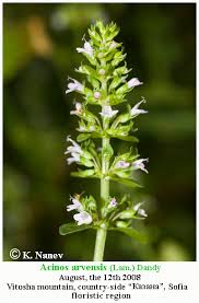 Attēlu rezultāti vaicājumam “Acinos arvensis”