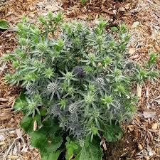 Image result for Eryngium `Blue Hobbit`