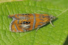 Attēlu rezultāti vaicājumam “Olethreutes arcuella”