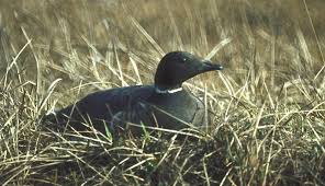 Attēlu rezultāti vaicājumam “Branta bernicla adult”