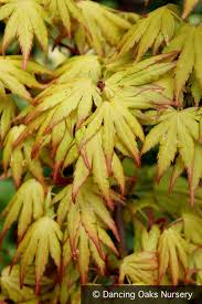 Image result for Acer palmatum `Orange Dream`
