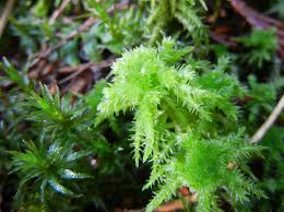 Attēlu rezultāti vaicājumam “Sphagnum angustifolium sporophyte”