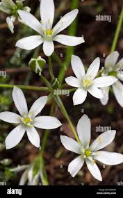 Attēlu rezultāti vaicājumam “Ornithogalum umbellatum flower”
