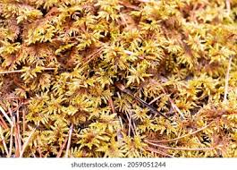 Attēlu rezultāti vaicājumam “Sphagnum angustifolium”
