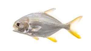 Image result for Trachinotus carolinus